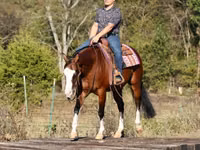 公马, Quarter Horse — 照片 8