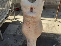 Oveja, Yecheng sheep — foto 4