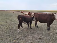 بقرة, Simmental cattle — الصورة 2