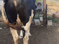 Ng'ombe jike, Russian Black pied cattle — picha 3