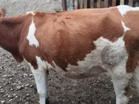 Kuh, Simmental cattle — Foto 2