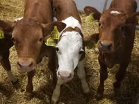أبقار (دفعة، الجنس غير محدد), Simmental cattle — الصورة 2