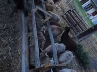 公羊, Cameroon sheep — 照片 1