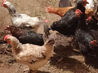 Chickens — photo 6