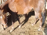 Yegua, French Trotter — foto 2
