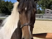 Farasi dume, American paint horse — picha 5