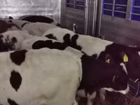 Ng'ombe dume, Russian Black pied cattle — picha 7