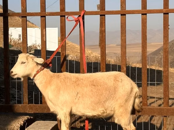Mbuzi jike, Saanen goat