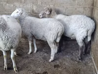 भेड़, Merino sheep — फ़ोटो 5