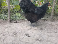 Australorp — picha 2