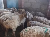 Schaf, Arashan sheep — Foto 4
