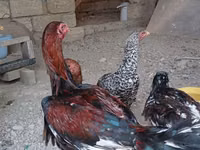 Australian Pit Game fowl — picha 1