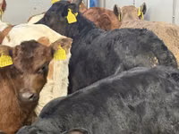 أبقار (دفعة، الجنس غير محدد), Simmental cattle — الصورة 5