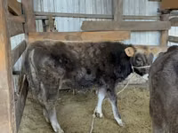 Bull, Alatau breed — photo 3