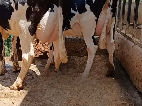 Ng'ombe jike, Banda la Holstein