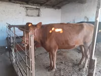 Kuh, Red Estonian cattle — Foto 3