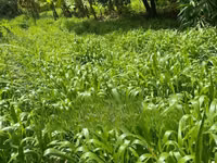 Get Your Bracharia Hay With Added Vitamins From Us NOW! — фото 2