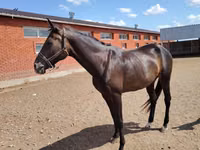 Farasi dume, Akhal-Teke — picha 8