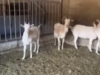 बकरी, Pomellata goat — फ़ोटो 2