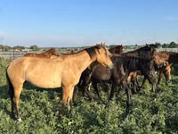 حصان, Bashkir horse — الصورة 2