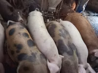 Schweine (Partie, Geschlecht nicht angegeben) — Foto 1