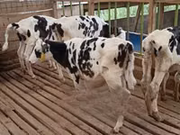 母牛, Holstein breed — 照片 1