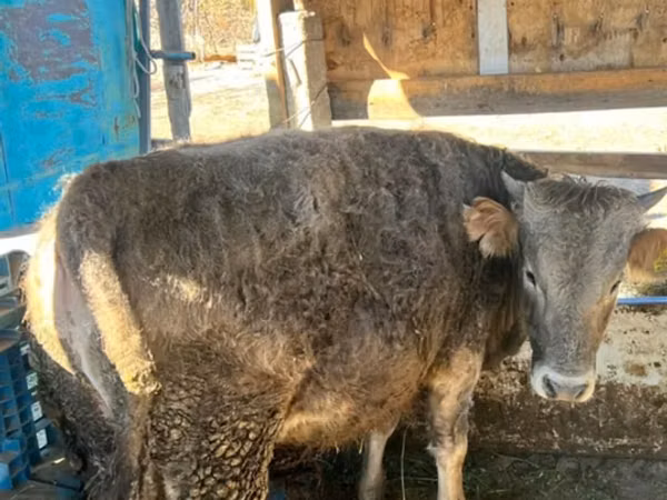 सांड, Swiss cattle