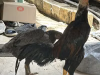Chickens — photo 1