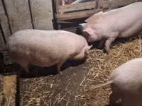 Pigs (batch, sex not specified) — photo 6