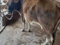 Ng'ombe jike, Swiss cattle — picha 3
