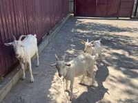 母山羊, Russian White goat — 照片 3