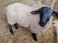 Kondoo jike, White Suffolk sheep — picha 1