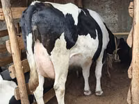 Ng'ombe jike, Banda la Holstein — picha 2