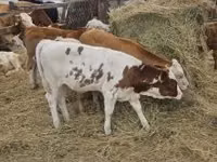 Ng'ombe dume, Simmental cattle — picha 8