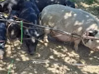 Pigs (batch, sex not specified) — photo 7