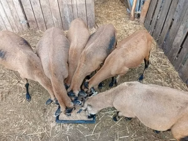 نعجة, Cameroon sheep