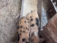 Sow, Pigs — photo 5