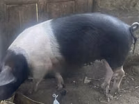 Cerdos (lote, sexo no especificado) — foto 1