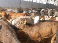 Ng'ombe (kikundi, jinsia haijatajwa), Simmental cattle — picha 3