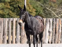 فرس, Mule — الصورة 3