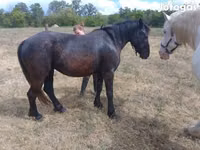 Mare, Horses — photo 3