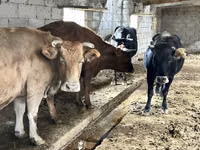 गाय, Simmental cattle — फ़ोटो 2