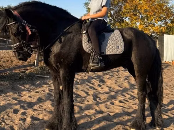 Hengst, Friesian