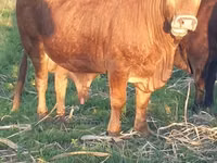Bulle, Bonsmara — Foto 1