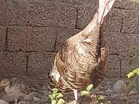 Gallina eslovena plateada — foto 2