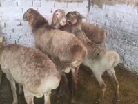 Dume la kondoo, Rhon sheep — picha 5