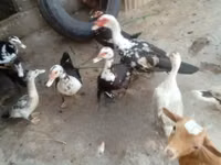 डोमेस्टिक मस्कोवी — फ़ोटो 2