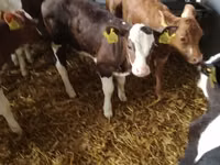 牛只（批次，未指定性别）, Simmental cattle — 照片 1