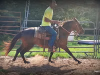 घोड़ी, Standardbred — फ़ोटो 5