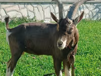 عنزة, Toggenburg goat — الصورة 2